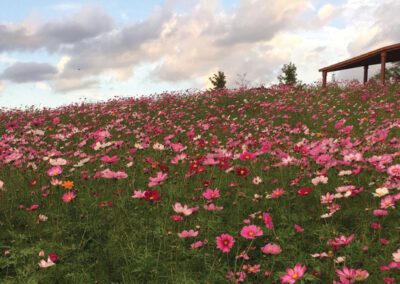 Wild flowers and pavilion in background